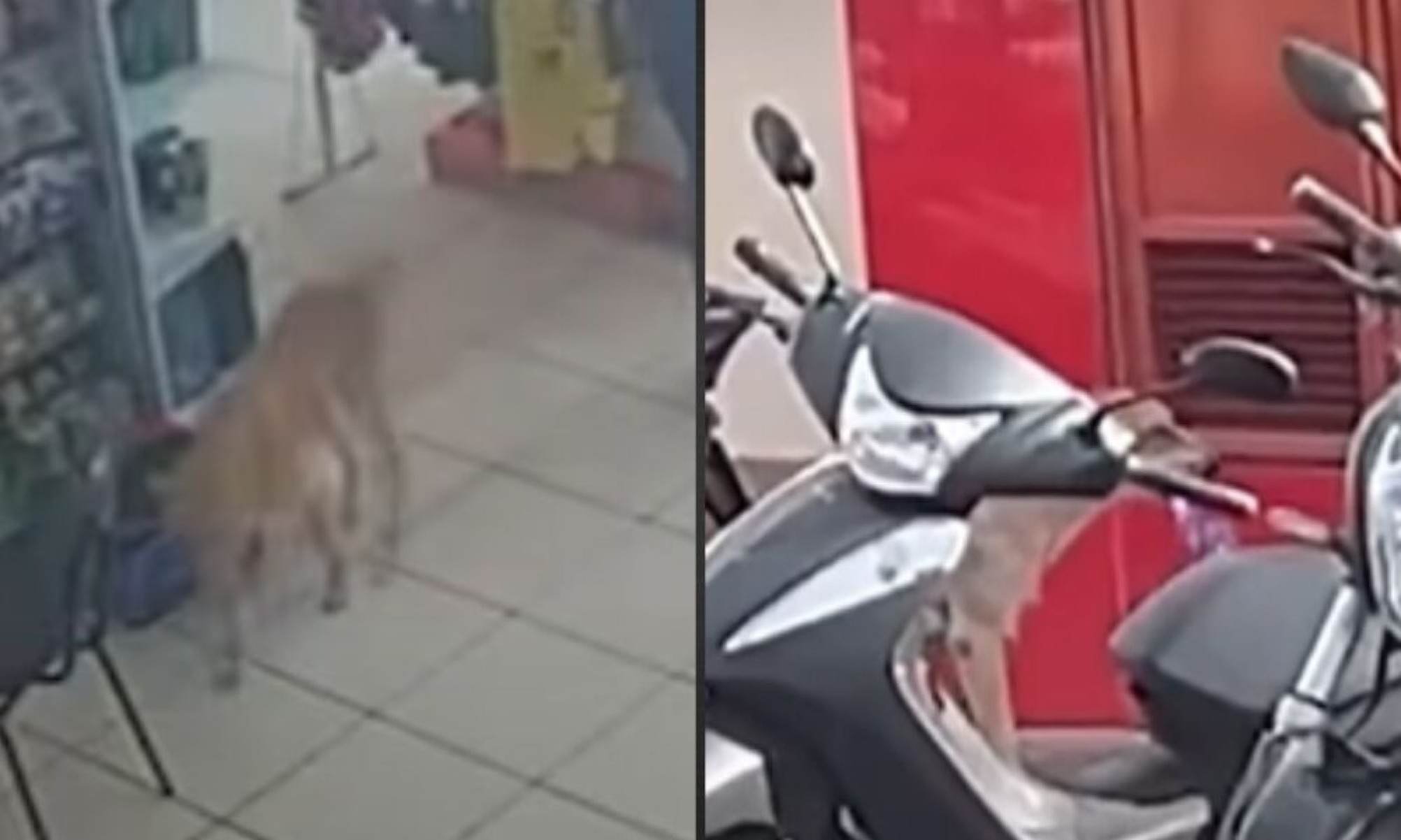 Caramelo ladrão? Cachorro invade petshop, pega comida e sai sem pagar; veja vídeo -  (crédito: Tupi)
