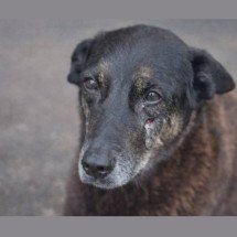 Corpo do cão Orelha é exumado em Santa Catarina - Divulgação/Polícia Civil de Santa Catarina