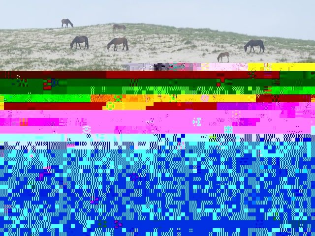 Cavalos selvagens de iIha do Atlântico Norte têm habilidades ‘únicas’ - Wikimedia Commons/Paul Gierszewski