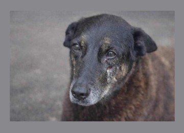 O cão Orelha, cuja morte em Santa Catarina segue sob investigação; nessa sexta-feira (13/02), o corpo do animal foi exumado -  (crédito: Divulgação/Polícia Civil de Santa Catarina)