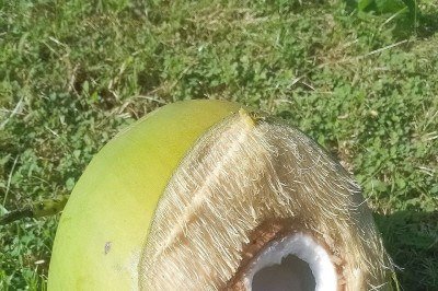 <p>Ela e amigos haviam coletado frutos do mar em um manguezal e prepararam o animal em leite de coco, acreditando ser uma iguaria local.</p>
 -  (crédito: Filo gèn'  wikimedia commons)