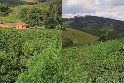 Área tem aproximadamente mil metros quadrados ocupada por pés de maconha, informou a Polícia Militar -  (crédito: PMMG)