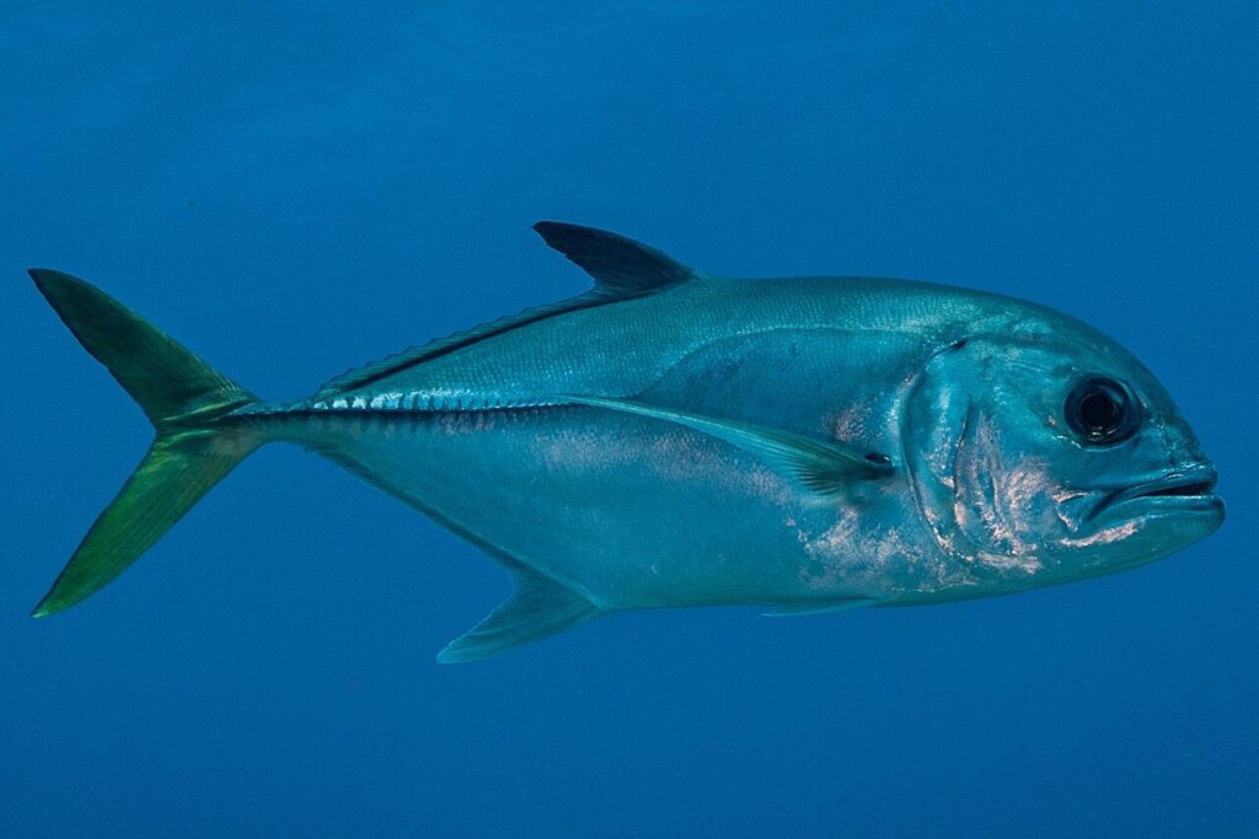 Xerelete: O peixe versátil e fácil de encontrar no Brasil - Portal Giro 10