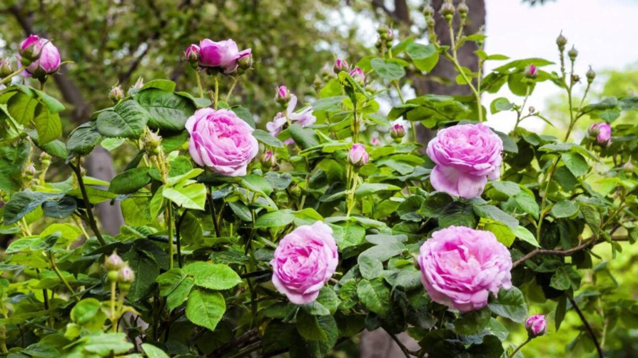 As rosas mais caras do mundo: o segredo milionário da centifólia e da damascena - Portal Giro 10