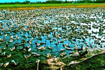 <p>Nas paisagens alagadas do Vietnã e das Filipinas, milhões de patos transformam lavouras de arroz em cenários únicos, onde aves e plantas convivem em harmonia. Mais do que curiosidade, trata-se de um sistema agrícola sofisticado que une produtividade, sustentabilidade e redução de custos.</p>
 -  (crédito:  Reprodução do Youtube Canal Fatos Rurais)