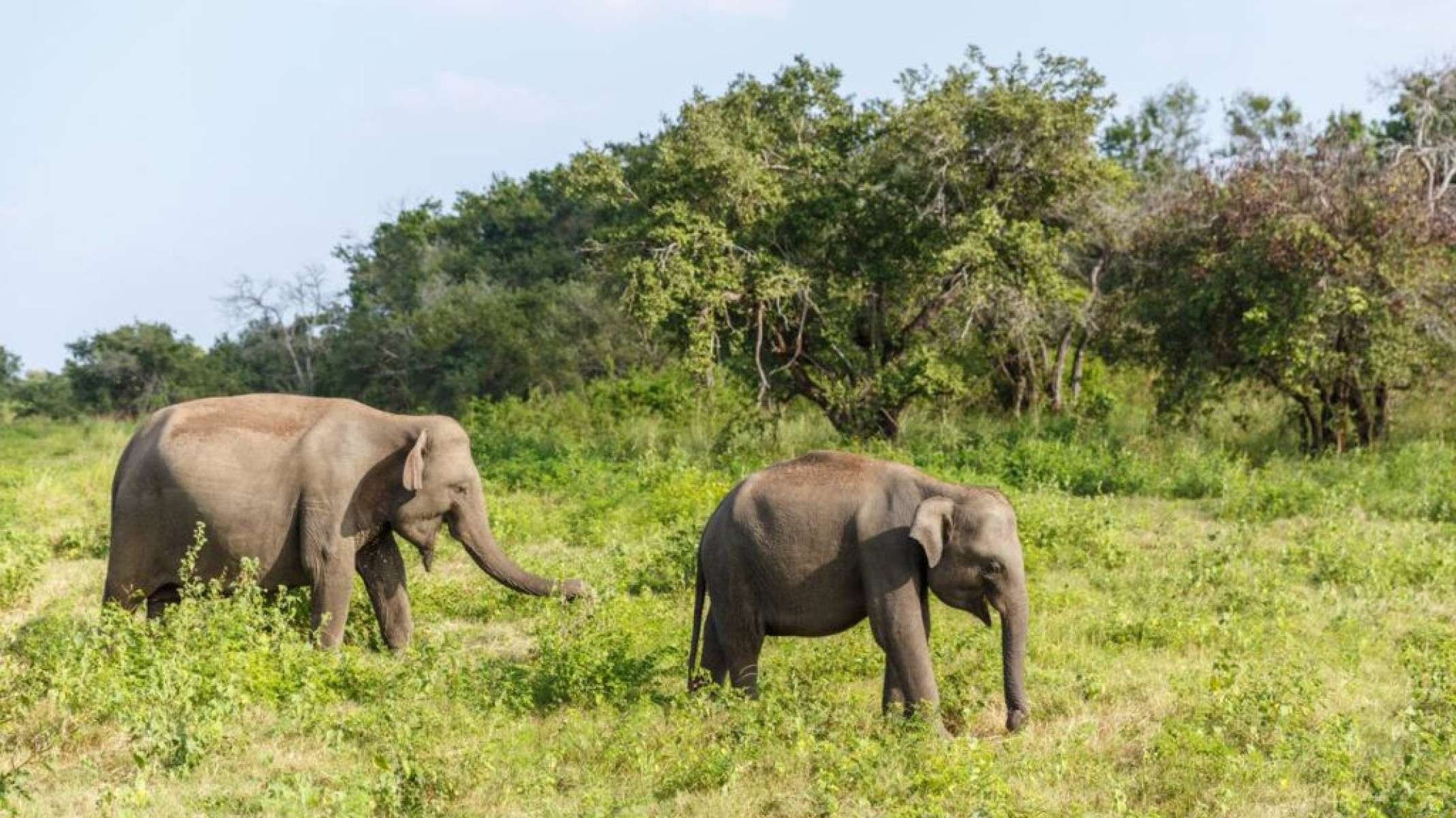 Elefantes têm medo de ratos? Mito ou realidade? - Portal Giro 10