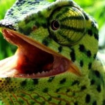 Camaleões impressionam pela incrível capacidade de camuflagem