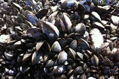 <p>Dados do Ministério da Pesca e Aquicultura, do Governo Federal mostram que Santa Catarina lidera um importante aspecto da economia do país. O estado tem duas cidades (Palhoça e Penha) nas primeiras colocações, entre as maiores produtoras de moluscos bivalves do Brasil.</p>
 -  (crédito:  Imagem de Anna Ventura por Pixabay)