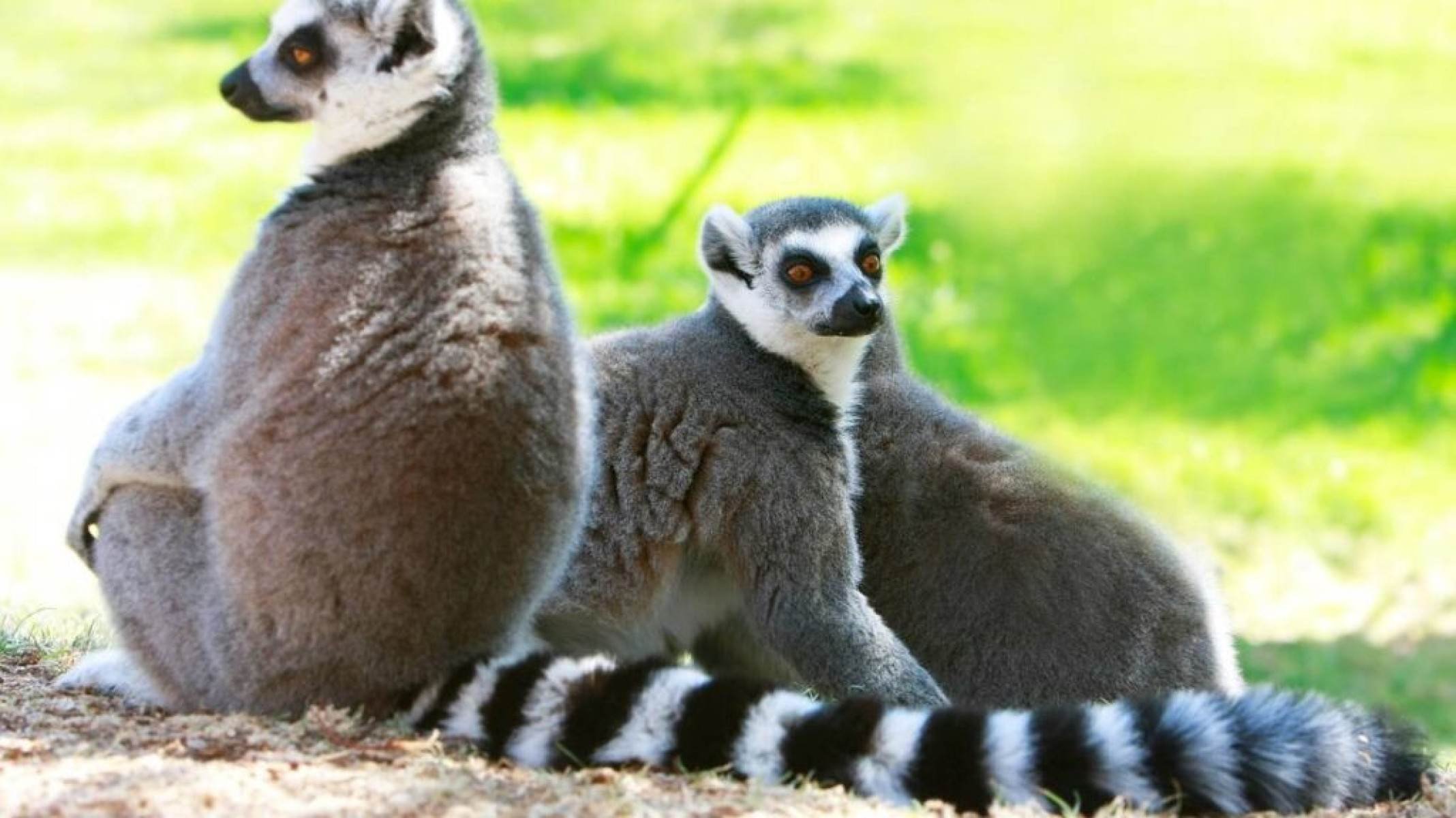 Conheça o Aye-aye, o primata mais estranho do mundo e suas lendas - Portal Giro 10