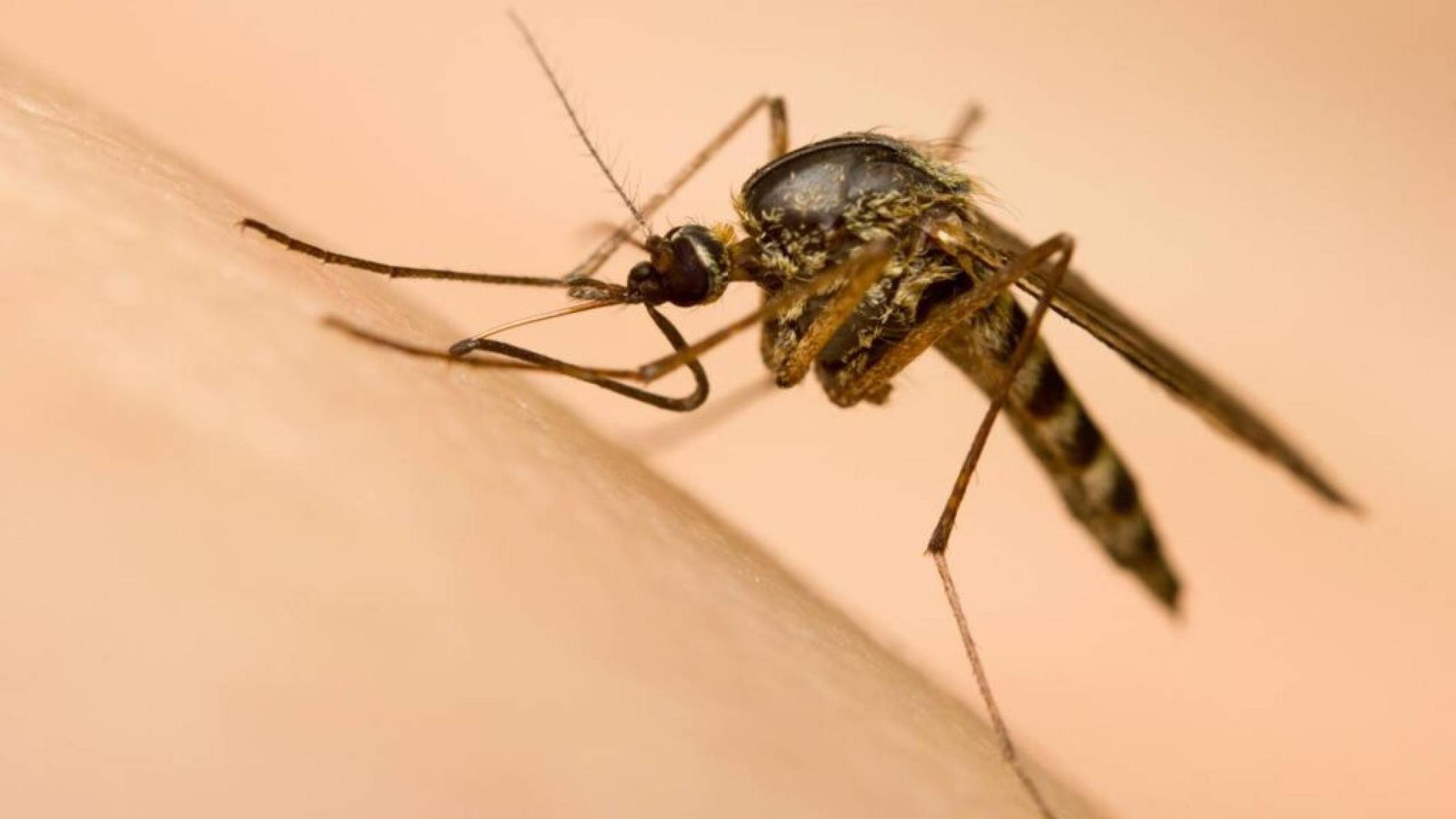 Por que mordidas de mosquito coçam tanto? - Portal Giro 10