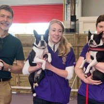 Braquicefalia: risco respiratório varia entre os "focinhos achatados" - Fran Tomlinson/Divulgação 