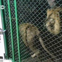 Leões que eram explorados em circo são libertados na natureza - Reprodução de vídeo DW