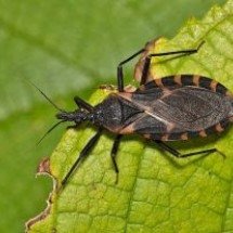 Doença de Chagas: estudo avança no tratamento da insuficiência cardíaca - Depositphotos.com