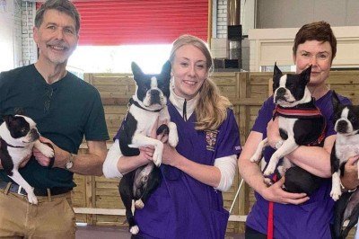 Participantes da raça boston terrier com os autores do estudo (E-D): David Sargan, Fran Tomlinson e Jane Ladlow, de Cambridge -  (crédito: Fran Tomlinson/Divulgação )