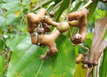 <p><span style='font-weight: 400;'>A uva-do-Japão, nome comum dado à árvore cientificamente conhecida como </span><i><span style='font-weight: 400;'>Hovenia dulcis</span></i><span style='font-weight: 400;'>, tem despertado cada vez mais a atenção de jardineiros e moradores que adotam árvores frutíferas em seus quintais no Brasil. </span></p>
 -  (crédito:  - Reprodução do Flickr mauro halpern)