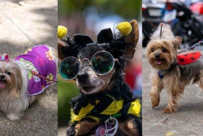 Mais de 30 blocos vão sair pelas ruas de Belo Horizonte neste fim de semana, e um deles promete transformar as vias do bairro Santa Efigênia, na Região Leste da capital em um encontro divertido e fofo -  (crédito: Reprodução/ Metropet)