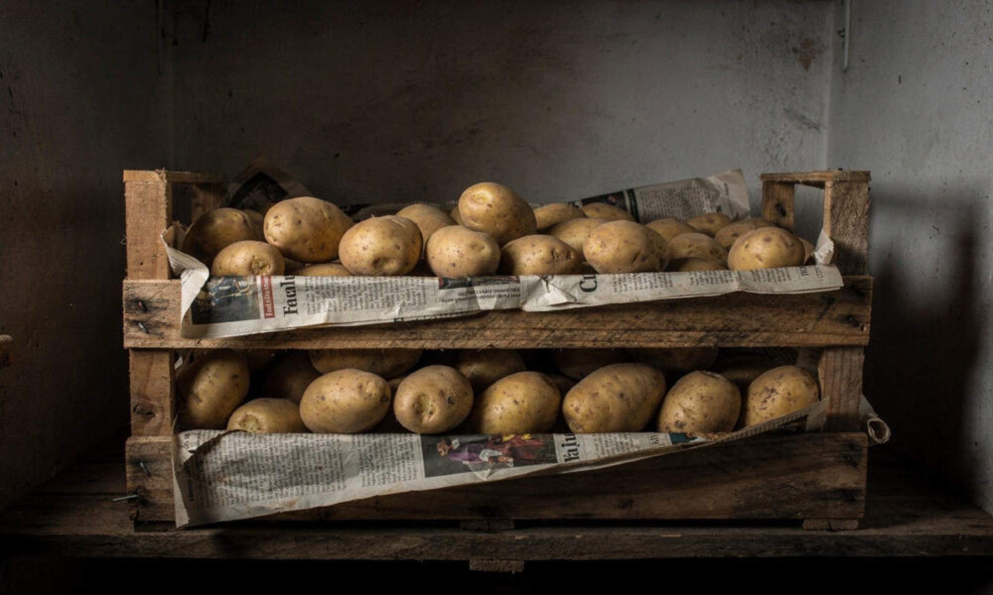 Adeus batata brotando e mole: o jeito certo de guardar para durar muito mais sem cheiro ruim -  (crédito: Tupi)