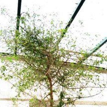 Semente de mil anos encontrada no deserto volta a crescer e vira árvore - Reprodução: Communications Biology