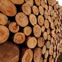 Madeira produzida em laboratório pode virar solução para desmatamento; entenda -  Wirestock/Freepik