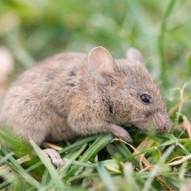 MG: município irá pagar R$50 mil à família de servidor morto por hantavírus - Envato Elements