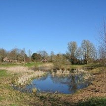 Após ‘fuga’, população de emas cresce descontroladamente e causa preocupação em cidade da Alemanha - Wikimedia Commons/Nightflyer