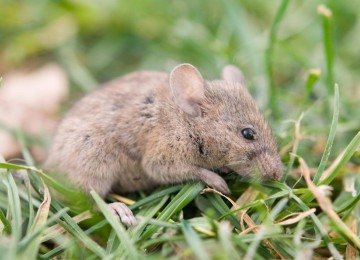 Família de servidor que morreu de hantavirose, provocada com contato com ratos no ambiente de trabalho, será indenizada em R$ 50 mil  -  (crédito: Envato Elements)