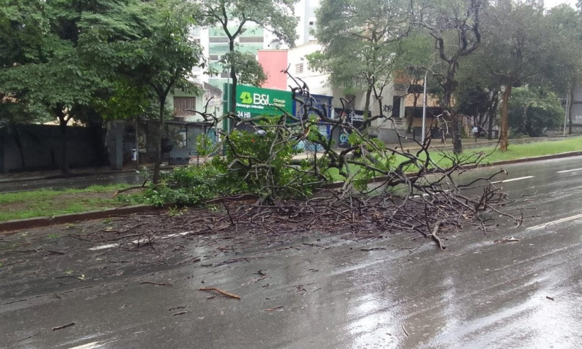 &Aacute;rvore caiu na Avenida Afonso Pena, mas n&atilde;o houve maiores danos