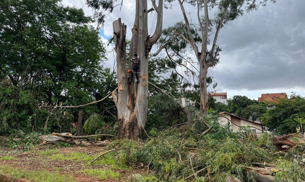 &Aacute;rvore com risco de cair em resid&ecirc;ncias no Bairro Santa L&uacute;cia, Regi&atilde;o Centro-Sul de Belo Horizonte