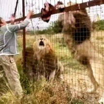 Pra quem não viu: Tranca ficou aberta e leões mataram tratadora no parque - Reprodução de Rede Social