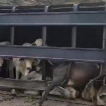 Carreta de bois tomba na BR 365 e moradores desossam animais no local - Redes sociais/divulgaçao