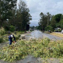 BH: corte de árvore interdita a BR-356 neste sábado (21/2) - Wellington Barbosa/EM/D.A Press
