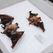 Campo Grande registra novo caso para raiva em morcego - Arquivo / Sesau