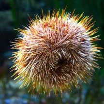 ‘Coleta de ouriços-do-mar’ vira caso de polícia: veja curiosidades sobre essas maravilhas do oceano - Pixabay