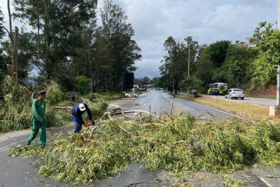 Há galhos e folhas espalhados pela pista -  (crédito: Wellington Barbosa/EM/D.A Press)
