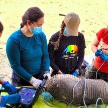 Tatu-canastra ‘gigante’ é encontrado por pesquisadores no pantanal - divulgação/ICAS