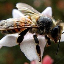 Lei inédita garante direitos às abelhas da Amazônia no Peru