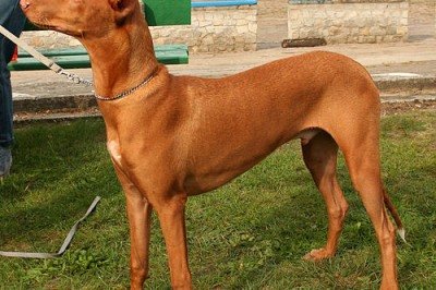 <p>Em condições normais, com boa saúde, existem raças cujos cachorros têm mais tendência a permanecer magros, enquanto outras são de cães com tendência para engordar. Veja algumas raças que são sempre magras.</p>
 -  (crédito: Pleple2000 -  wikimedia commons)