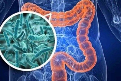 
Estudos mostraram que compostos orgânicos voláteis viajam do intestino para a corrente sanguínea e são eventualmente exalados pela respiração -  (crédito: BiomeHUB/Divulgação)