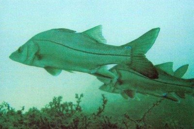 <p>Uma reportagem recente do China Times chamou atenção ao destacar o robalo como um dos peixes mais nutritivos do mundo. Segundo estudos, ele pode até superar o salmão em alguns aspectos nutricionais, surpreendendo especialistas e consumidores. </p>
 -  (crédito: Gustavo Zwetsch - Flickr)