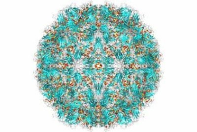 O rinovírus consegue infectar linfócitos dos tipos B, produtores de anticorpos e T CD4, que atuam como maestros da resposta imunológica local  -  (crédito: PDB/Wikimedia Commons)