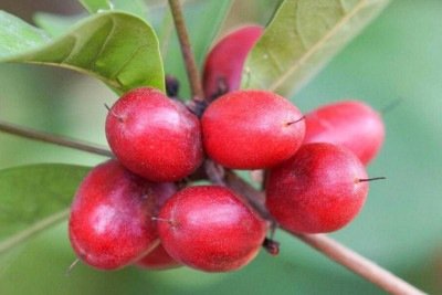 Fruta milagrosa transforma qualquer outra fruta em sobremesa e confunde seu cérebro -  (crédito: Tupi)