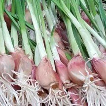 Mestre dos temperos, alho traz vários benefícios para a saúde -  Reprodução Youtube Coisas de quintal