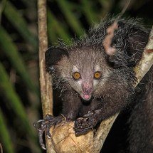 Aie-Aie: estranho primata de Madagascar tem dedos longos com lenda de “maldição” - nomis-simon  wikimedia commons
