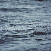 ‘Bola da morte’, ‘vermes zumbis’: espécies novas e curiosas das profundezas do oceano - Pixabay/xxolaxx