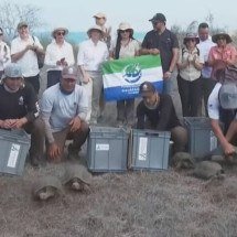 Galápagos reintroduz tartarugas-gigantes após 150 anos de ausência - Reprodução de vídeo/SBS News