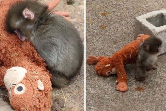 Macaco de pelúcia se tornou fiel escudeiro de filhote em zoológico -  (crédito: Zoológico da Cidade de Ichikawa)