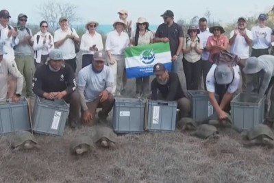<p>Após cerca de 150 anos sem a presença da espécie, a Ilha Floreana, no arquipélago de Ilhas Galápagos, voltou a receber tartarugas-gigantes. Segundo o Ministério do Meio Ambiente do Equador, 158 juvenis entre 8 e 13 anos foram soltos.</p>
 -  (crédito: Reprodução de vídeo/SBS News)