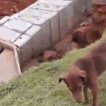 Chuva em Ubá derrubou ponte que dava acesso a canil com 400 animais - Redes Sociais / Reprodução