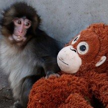 Macaquinho Punch atrai milhares de turistas ao zoológico japonês - Redes Sociais