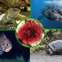 Longevidade na natureza: Veja os animais que vivem mais tempo - Flickr Ron Wolf, Flickr Fred Roe,Divulgação, NOAA Office of Ocean Exploration,